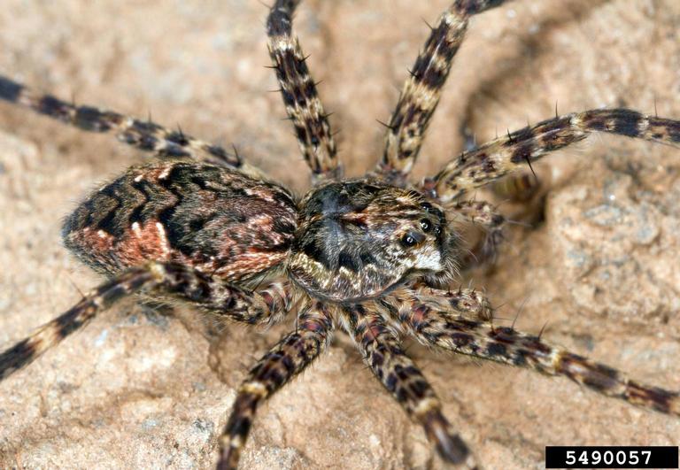 dolomedes